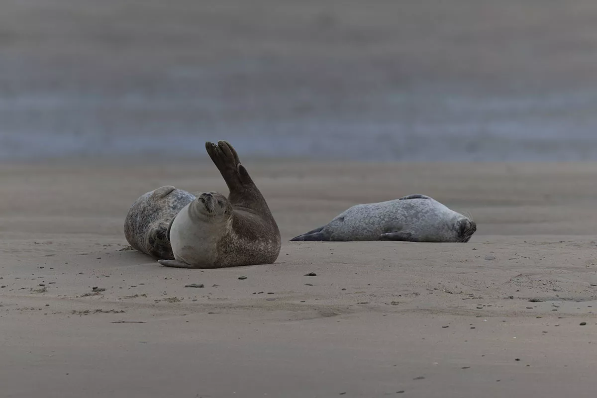 Phoques veaux-marins sur les bancs de sable de la pointe du Hourdel