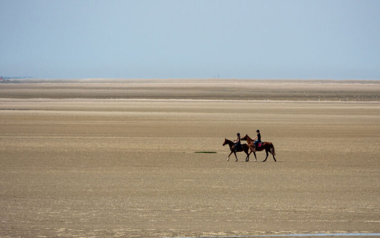 cheval baie de somme