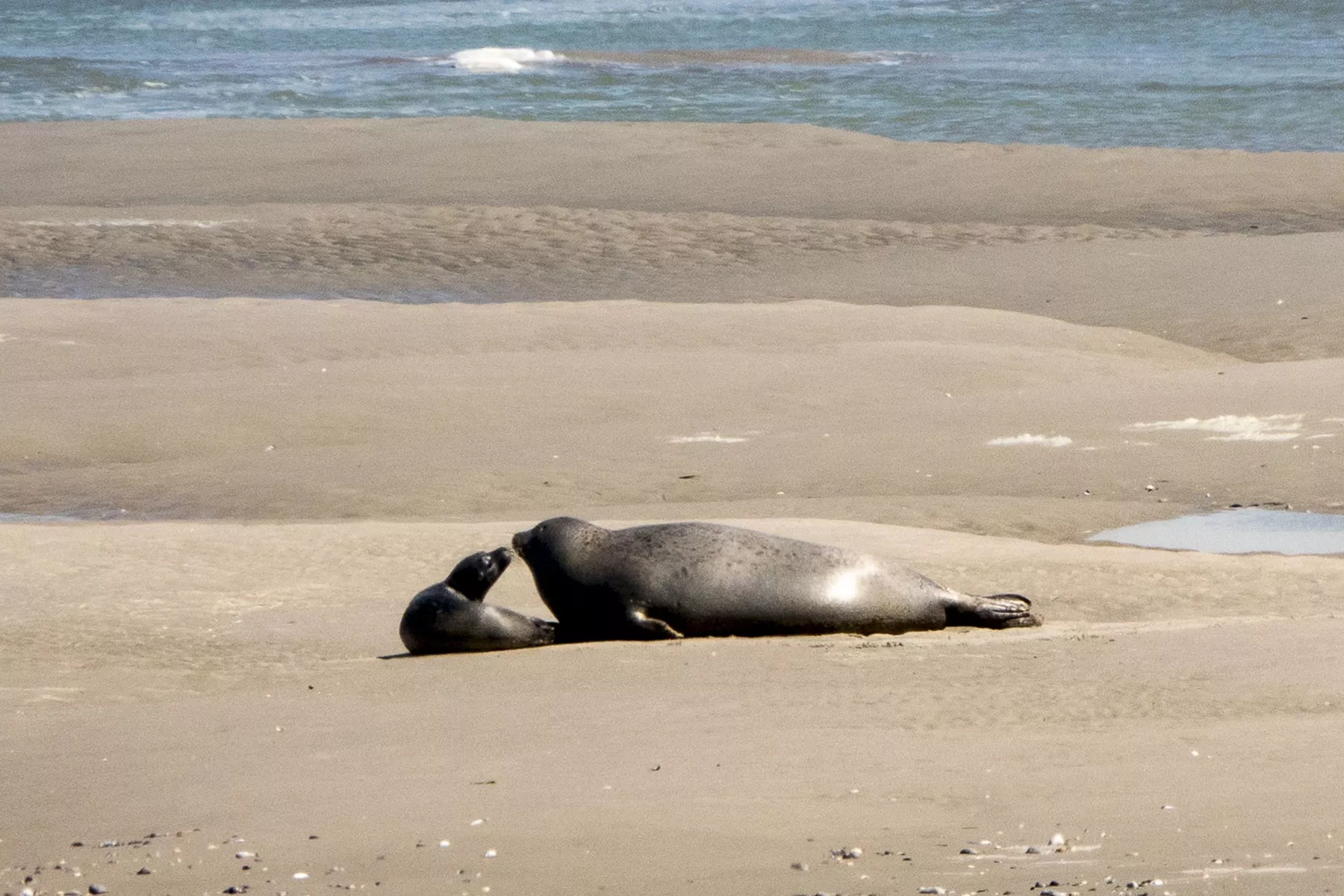 que faire en baie de somme faune