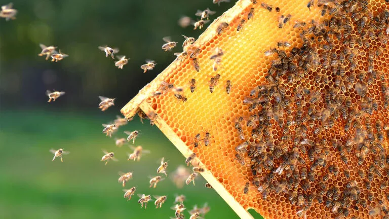 Produits du terroir en vacances en France au camping