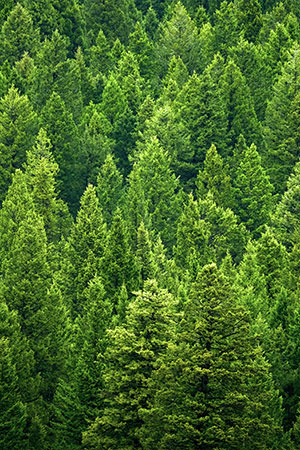 vignete origin foret vignete origin foret