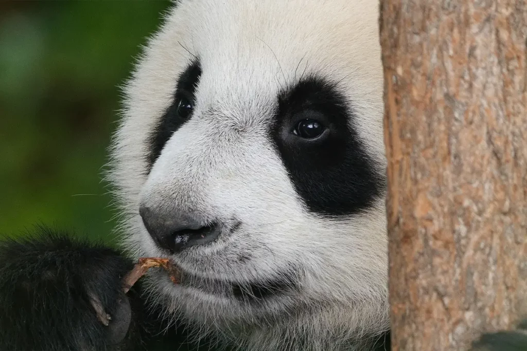 Panda géant au ZooParc de Beauval