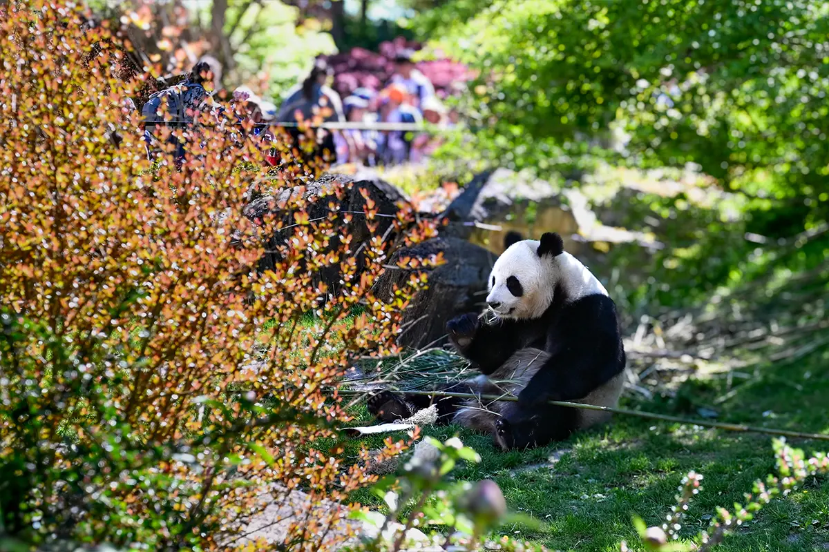 Panda du ZooParc de Beauval, près du Camping Les Coteaux du Lac