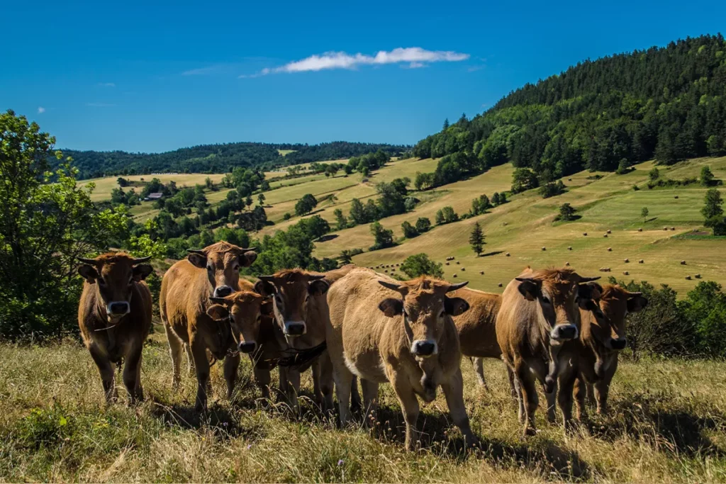 causses et cevennes unesco vaches causses et cevennes unesco vaches