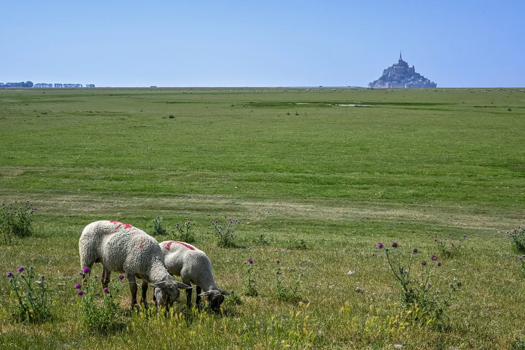 Moutons broutant dans un pré salé fleuri de chardons avec le Mont-Saint-Michel à l'horizon