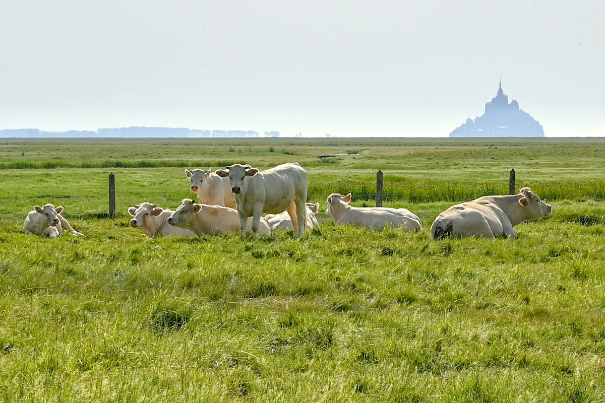 vaches brume baie mont saint michel Troupeau de vaches dans un pré salé embrumé, silhouette du Mont-Saint-Michel au loin
