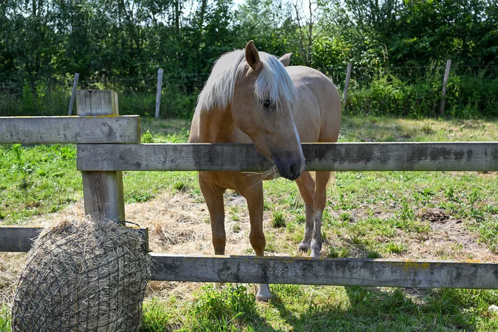 Cheval crème derrière une clôture en bois près du camping les 3 Sablières