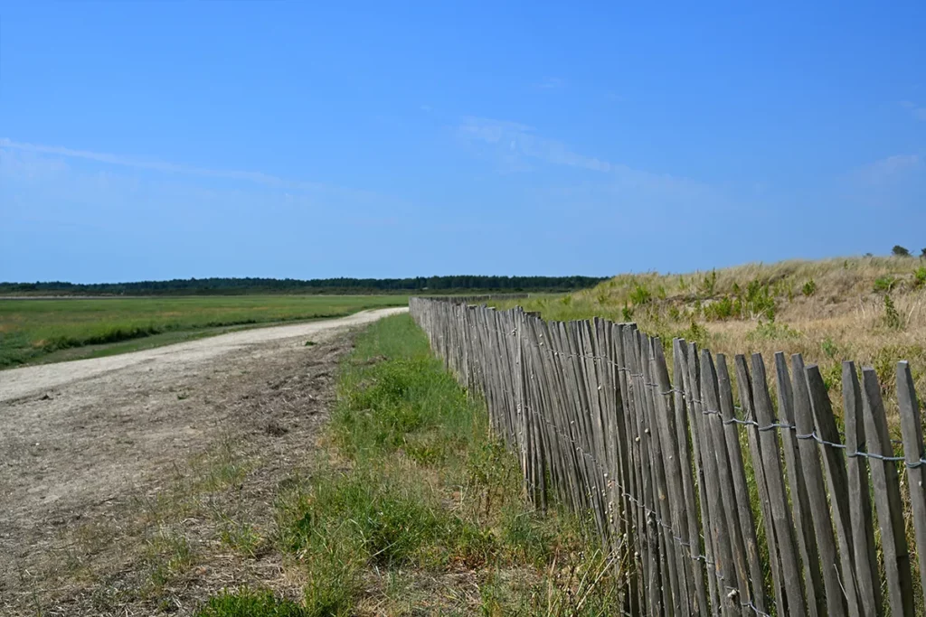 SAB la maye 2 Chemin bordé de ganivelles menant aux mollières de la baie de Somme