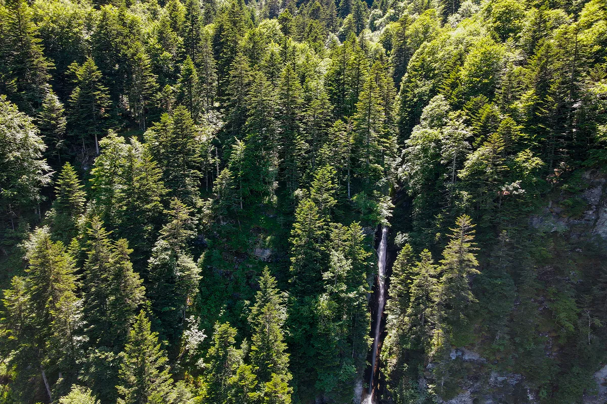 Cascade dévalant la forêt de sapins de la vallée du Lys